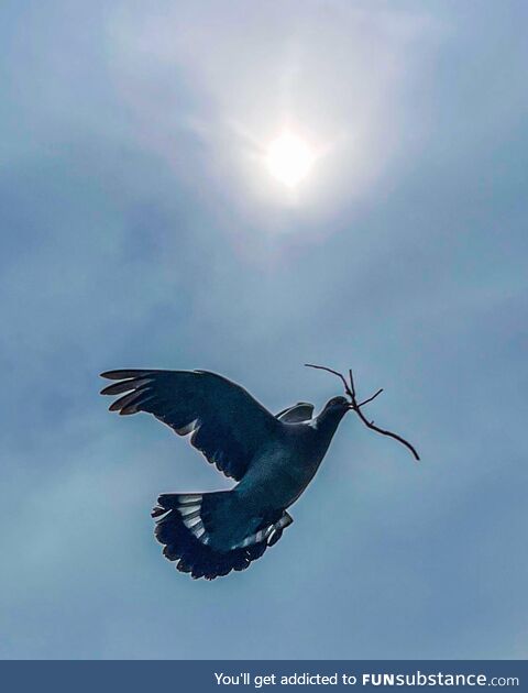 [OC] Took this photo of a flying dove some days ago!