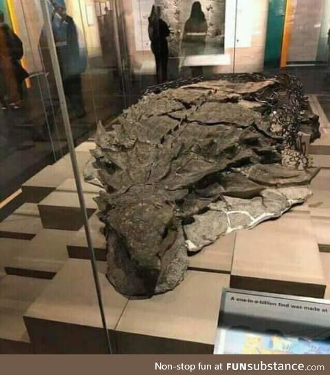 Millions year-old fossilized nodosaurus