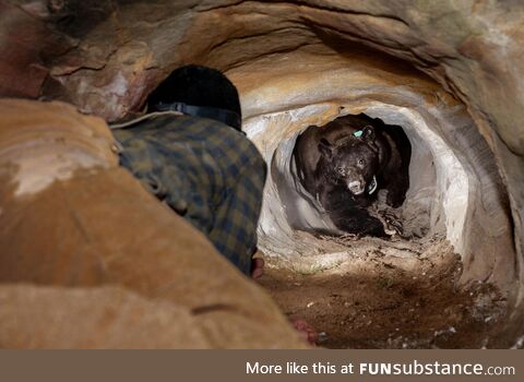 They thought this black bear was hibernating