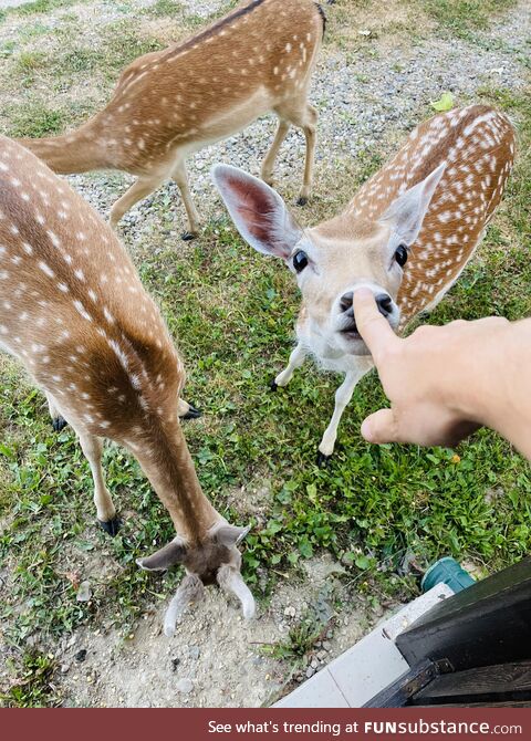 [OC] Booped a deer