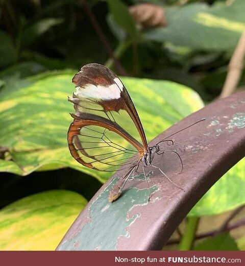 You can see right through this butterfly's wings