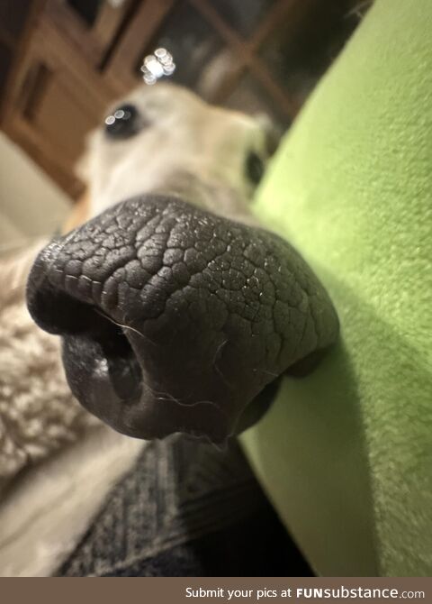 Snoot