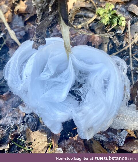 This is a frost flower, caused when water is pushed up and out through a cracked