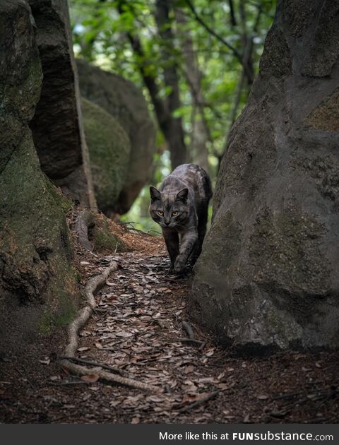 A wild cat taking a stroll in Onomichi, Japan