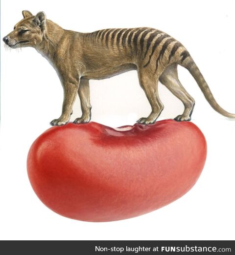 Thylacine on a kidney bean