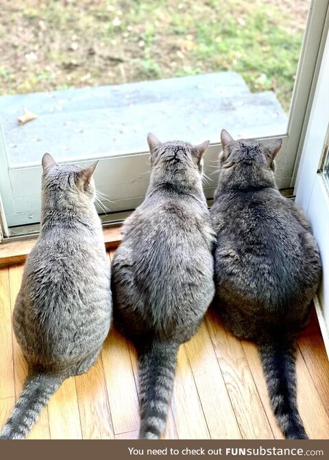 Y'all liked Leon at the vet, so here's Leon at home with sister Lucy and brother Avery