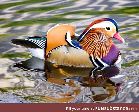 Photo of a male Mandarin Duck