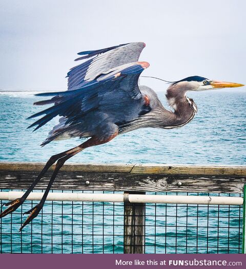 Blue Heron hanging on the pier!!