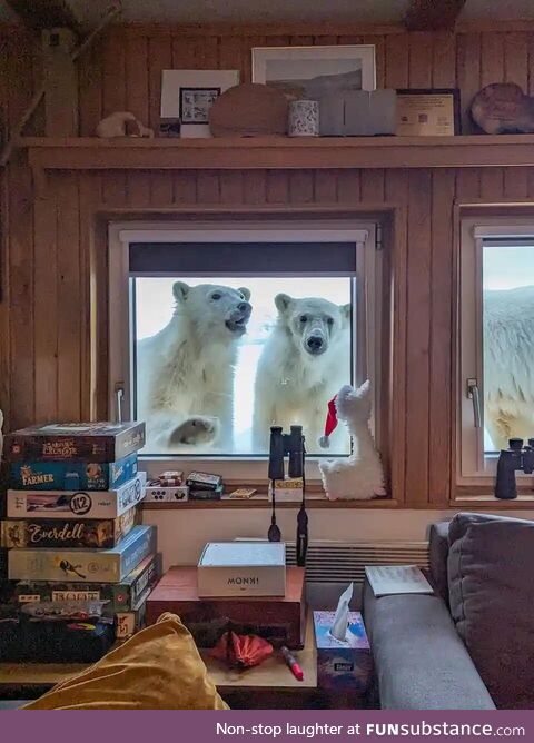 A female and two cubs of polar bears look through the window of a research station in