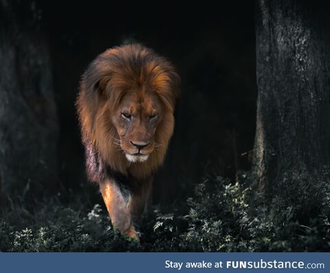 Lion coming up for a closer look