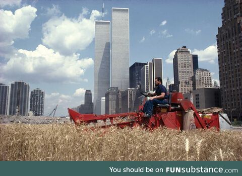 Harvesting Wheat at the foot of the twin towers, 1982