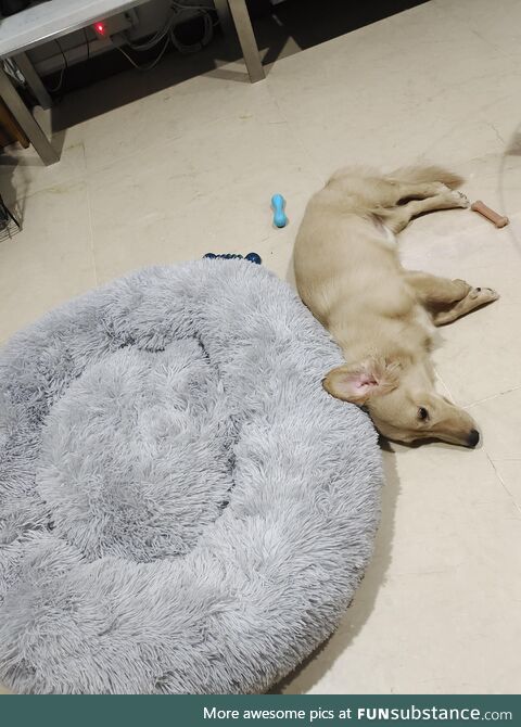 Bought a $200 bed... Chooses the floor instead