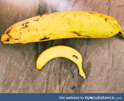 [OC] Special size banana. Banana for scale