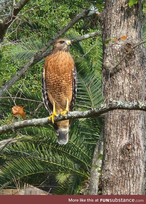 A falcon I saw on my walk today