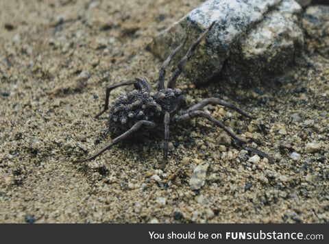 Encountered this spider while hiking near Boulder Colorado, look closely!