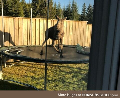 Norwegian elk having fun