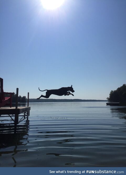 My Submission for “greatest photo I’ve taken” Frankie the Dock Diving Dane