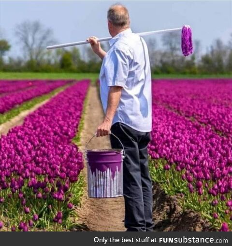 The truth behind the Dutch flower fields