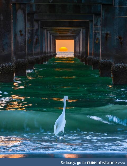 Sunset tunnel at Pier 60, Clearwater Beach, Florida