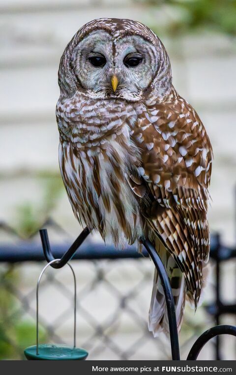 Our backyard was visited by Hooty McChonk