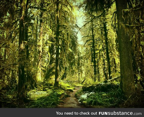 (oc) hoh rainforest, olympic national park, wa