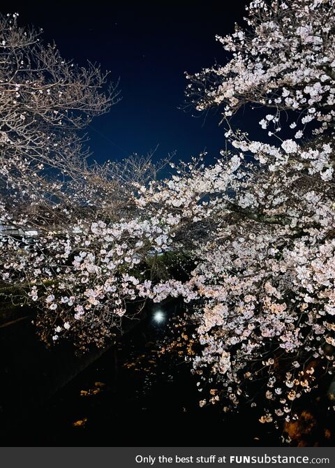 Nighttime cherry blossom. Shizuoka. Spring, 2023