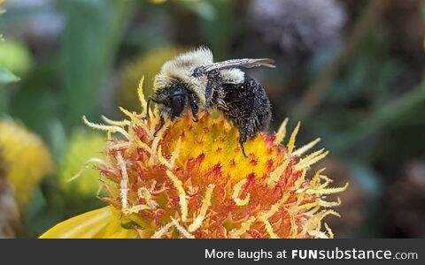 A sleepy Bee awakening to the morning sun