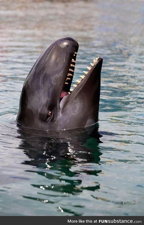 Orca’s more menacing relative. The False Killer Whale