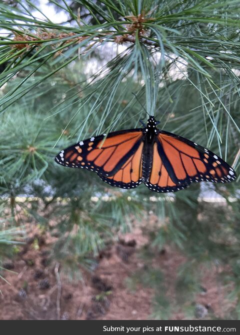 [OC] Monarch butterfly in back yard