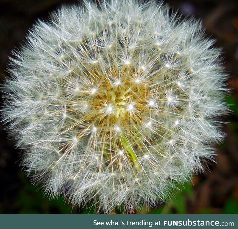 [OC] A closeup of a Dandelion Puff