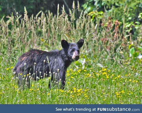 Black bear cub in our field, came out of the woods to feed on wild strawberries