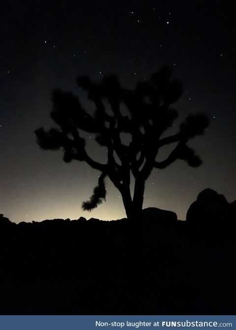 Joshua tree iphone 13