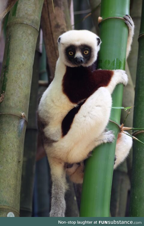 [OC] Zoboomafoo, blast from Childhood. Met the sifaka lemurs