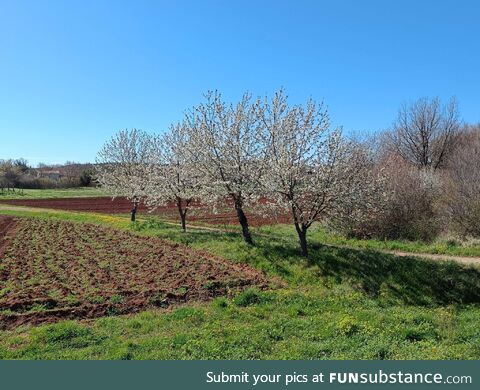 Plum trees in blossom near Rovinj, Croatia