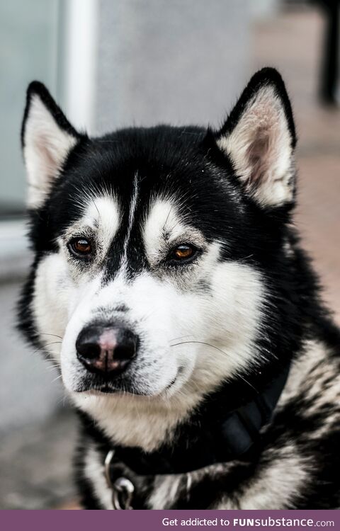 Husky looking deep into the soul of the camera