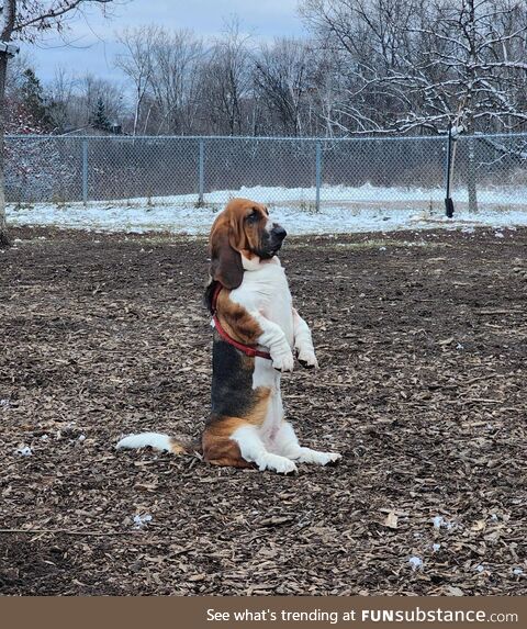 Basset hound at the dog park, she stayed like this for a good 10 minutes