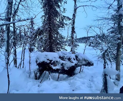 A moose in Alaska was found frozen in place last week. Average weekly temperature was