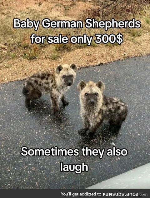 Funny lookin dogs