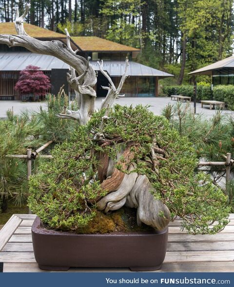 [OC] 500 year old bonsai