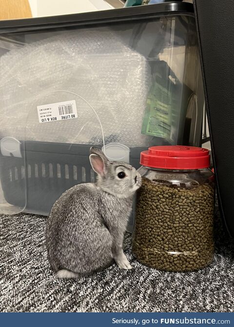 My bunny has got amazing eyebrows. She looks angry all the time