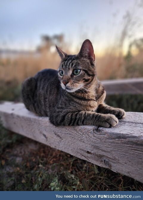 Handsome kitty