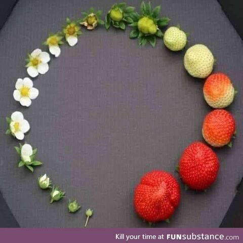 Life Cycle of Strawberry