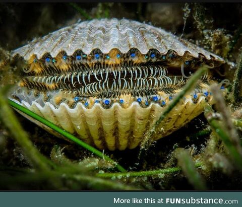 The eyes and teeths of a Scallop