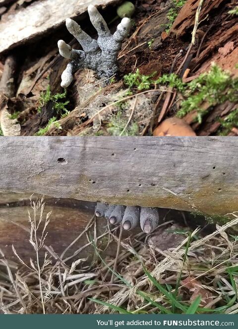 Xylaria polymorpha, a fungus also known as "Dead man's fingers"