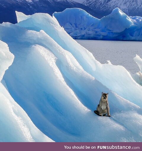 A Puma floating on an iceberg in Argentinian Patagonia