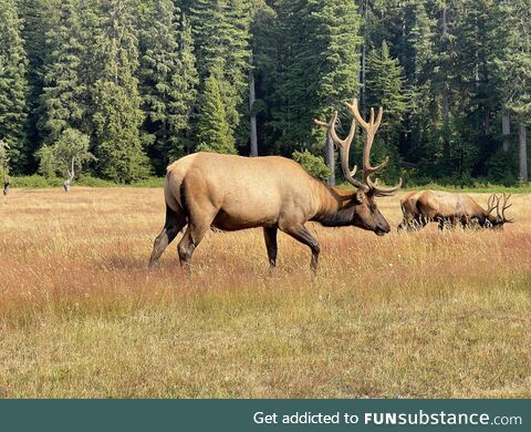 Elk just outside of Redwoods National Park, CA. Cool experience