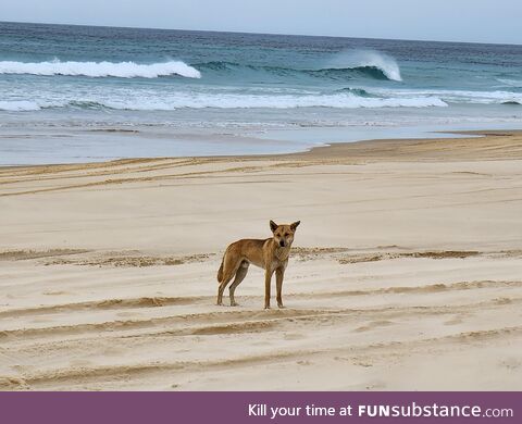 One of the magnificent dingoes (Wongari) of K'Gari (Fraser Island, Queensland, Australia)