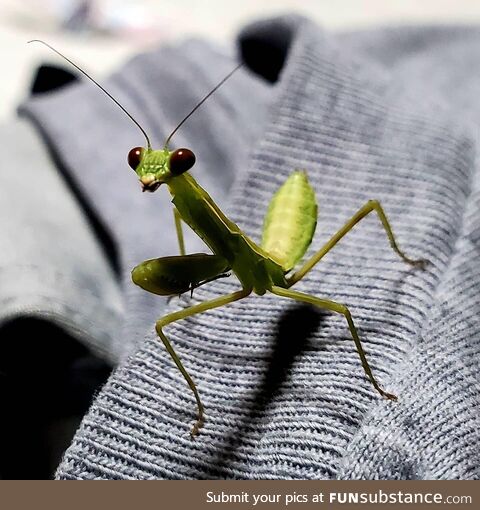 Praying mantis