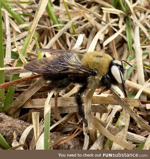 Carpenter bee in the backyard