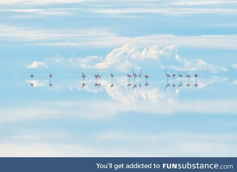 Heavenly flamingos by Junji Takasago